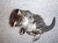 Maine Coon Aslan