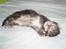 Maine Coon Aslan - Knapt tre uger