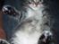 Maine Coon Aslan - Igen ligger jeg på skødet