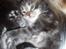 Maine Coon Aslan - 2½ uge gammel
