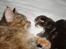 Maine Coon Aslan - Når man kun er to uger, er det godt at sove tæt på sin mor
