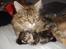 Maine Coon Aslan - Mor passer på, mens jeg sover. Er hun iøvrigt ikke flot, min mor?