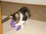Maine Coon Luca
