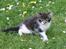 Maine Coon Luca