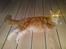 Maine Coon DK Sivkjærs Sif - Sif