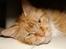 Maine Coon DK Sivkjærs Sif
