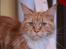 Maine Coon DK Sivkjærs Sif