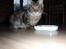 Maine Coon Mooshead Larry