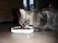 Maine Coon Mooshead Larry