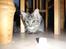Maine Coon Mooshead Larry