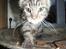 Maine Coon Mooshead Larry