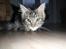 Maine Coon Mooshead Larry