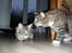 Maine Coon Mooshead Larry