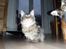 Maine Coon Mooshead Larry