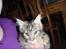 Maine Coon Mooshead Larry