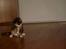 Maine Coon Jessie * R.I.P * † - Neej en mus 