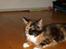 Maine Coon Jessie * R.I.P * † - Holder lige en hvilepause