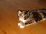 Maine Coon Jessie * R.I.P * † - Timeout. 