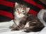 Maine Coon Aslan - Knap tre uger gammel