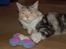 Maine Coon  Berta Bumble Bee P