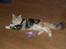 Maine Coon  Berta Bumble Bee P