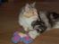 Maine Coon  Berta Bumble Bee P