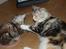 Maine Coon  Berta Bumble Bee P