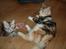 Maine Coon  Berta Bumble Bee P