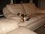 Maine Coon Jessie * R.I.P * † - Livet er bare godt