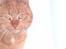 Huskat Garfield - hallo hjetelig velkommen til Garfields profil=)