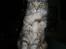 Maine Coon Cassiopaia - Taget D.25/1/09