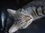 Huskat Loui