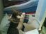 Huskat Freja *R.I.P*