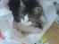 Huskat Freja *R.I.P*
