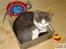 Huskat Futte R.I.P  - Hos gamle ejer