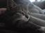 Huskat Nala Musen R.I.P