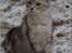 Maine Coon  Zain Marquis Silver Jade