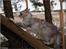 Maine Coon  Zain Marquis Silver Jade