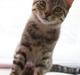 Huskat Mr. Cats