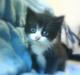 Huskat Lucky(:
