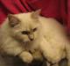 Ragdoll Perle