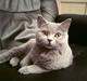 British Shorthair Diamond