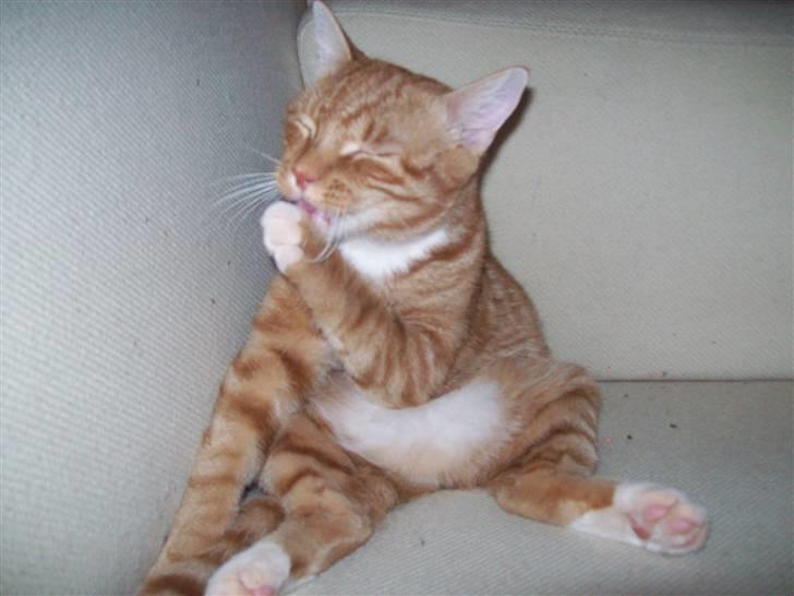 Blanding af racer Klunt - Lille bassemand er da godt placeret ;) billede 9