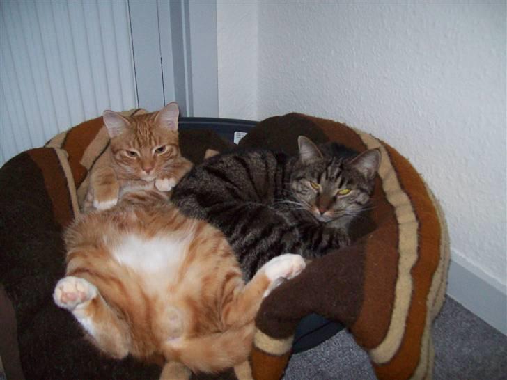 Blanding af racer Klunt - Mors lille mand, der kan finde ud af at flade ud. ;) billede 10