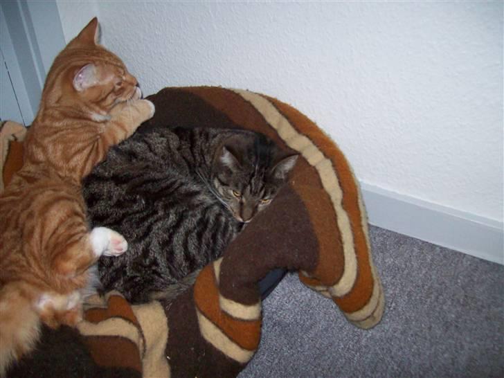 Blanding af racer Klunt - Hmm, der er jo næsten ikke plads til os mere i Baileys kurv billede 11