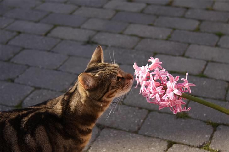 Huskat Woody billede 1