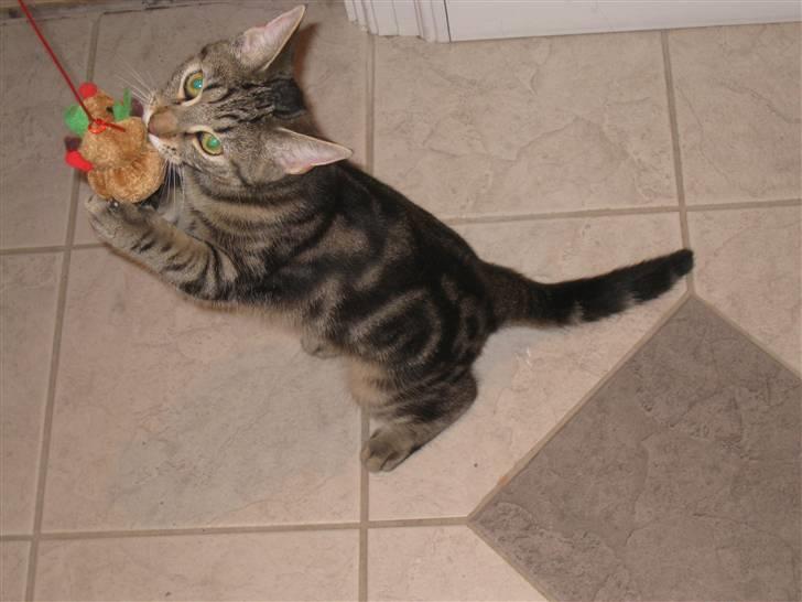 Huskat Woody billede 2