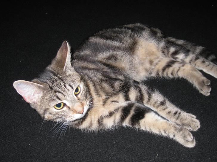 Huskat Woody billede 3