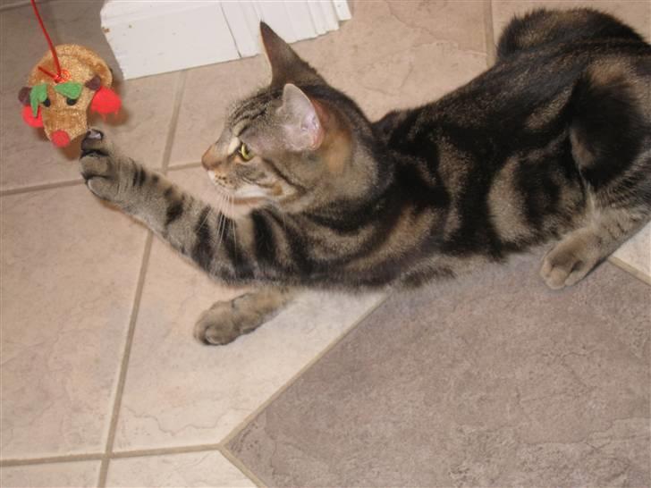 Huskat Woody billede 4