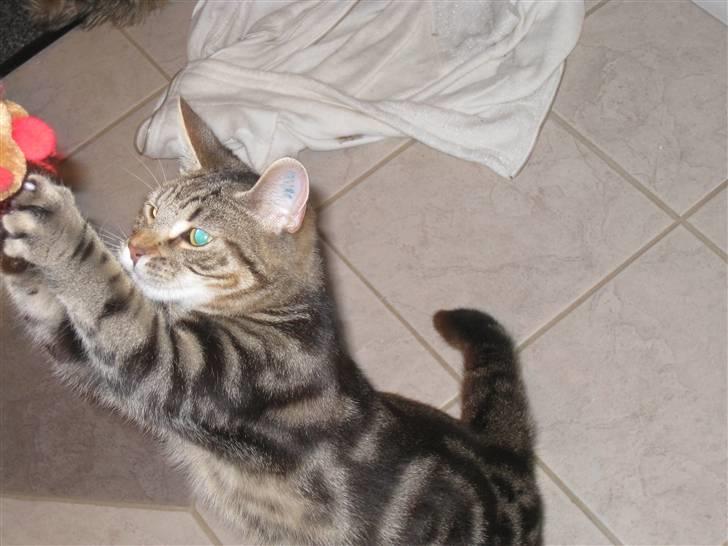 Huskat Woody billede 5